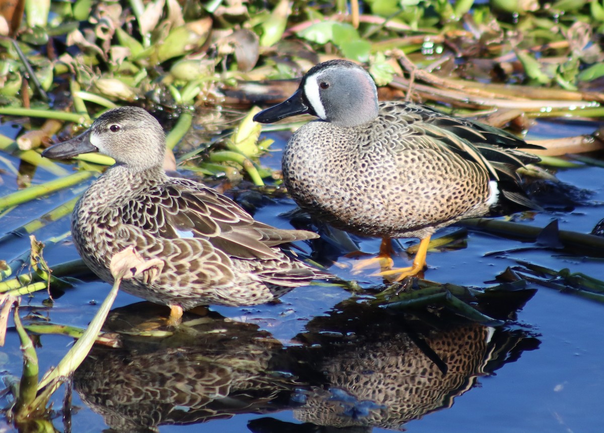 Blue-winged Teal - ML408750301