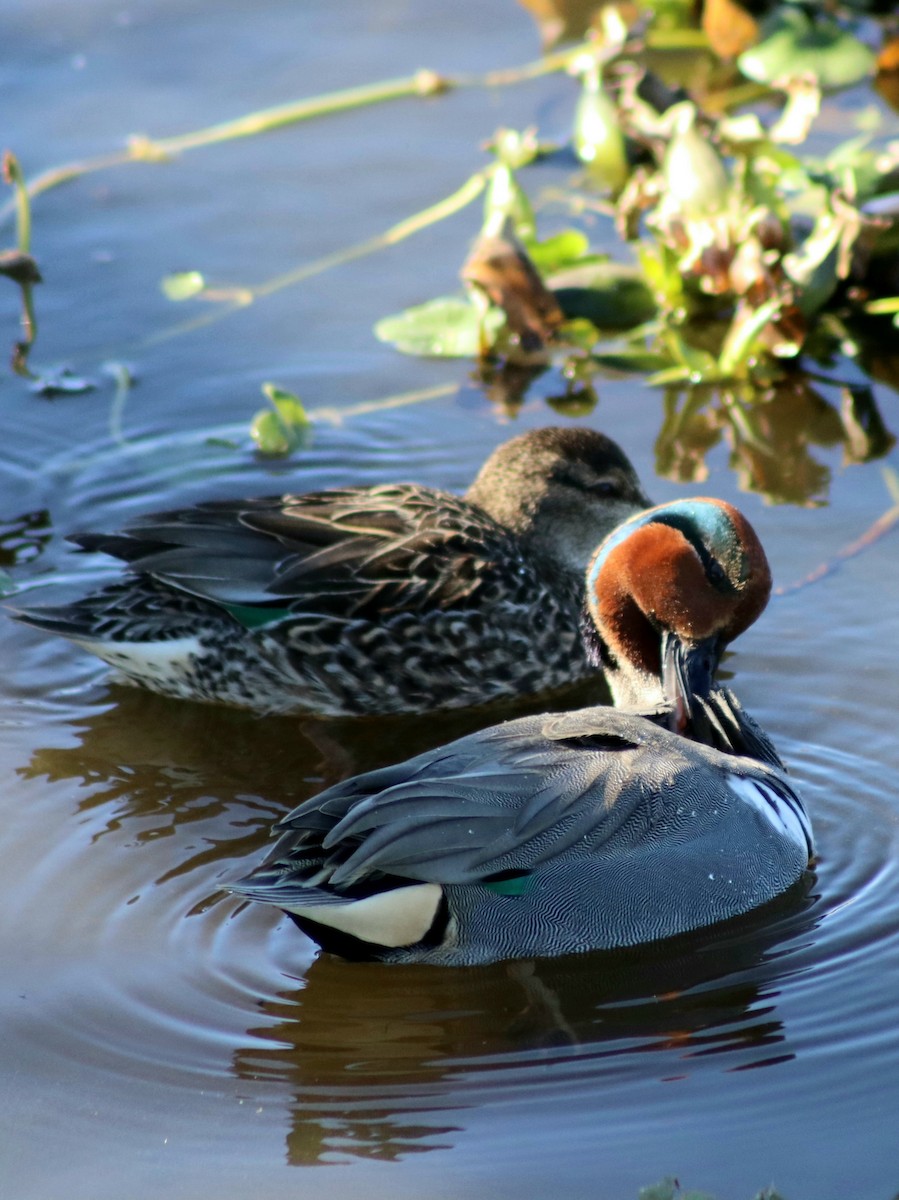 Green-winged Teal - William Hughes