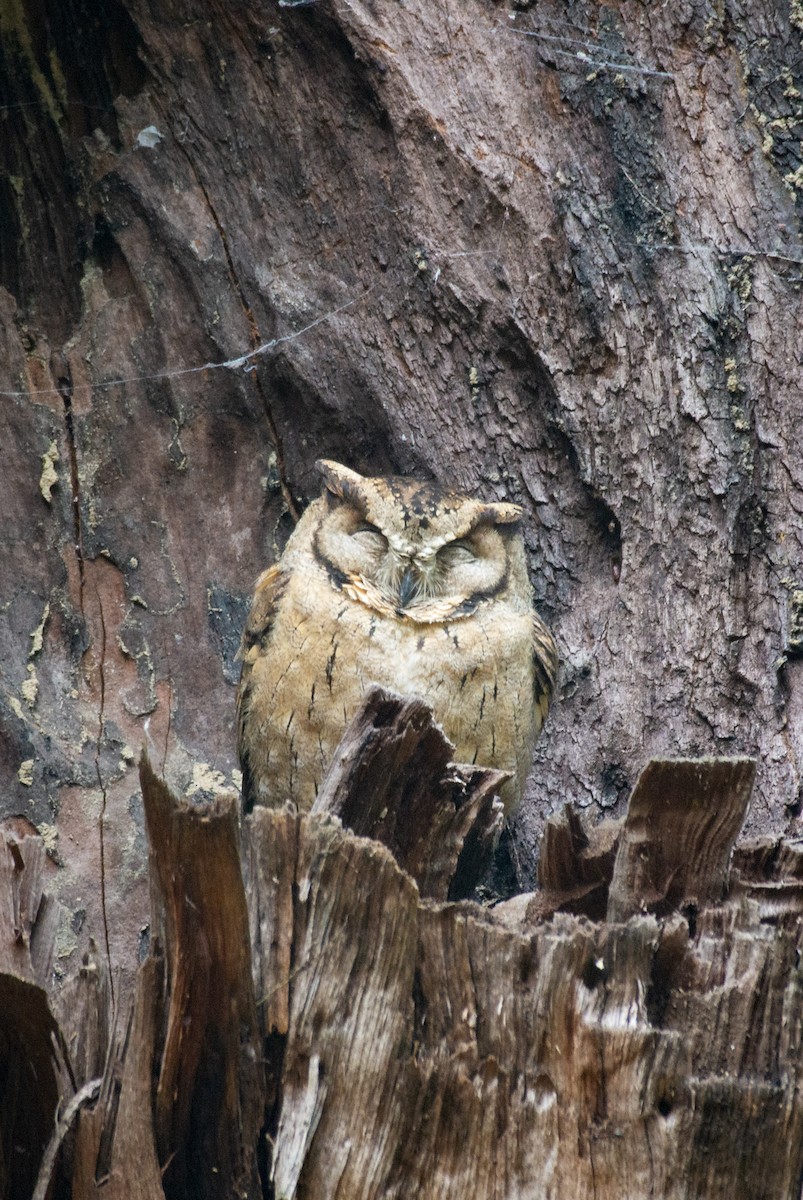 Indian Scops-Owl - Prashant Kumar