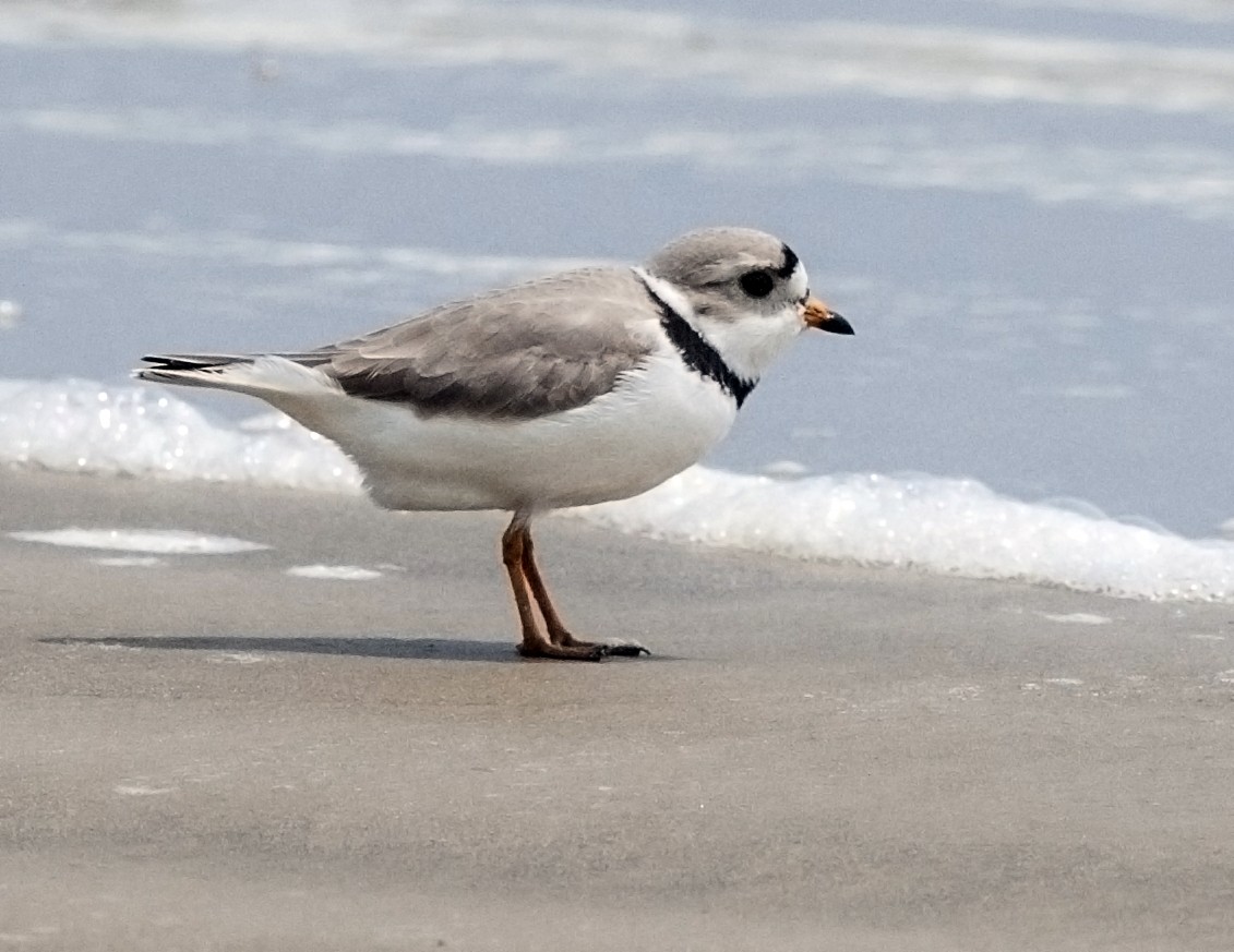 Piping Plover - Cliff Peterson