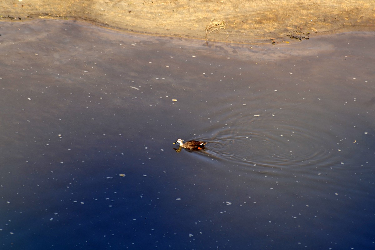 Indian Spot-billed Duck - Tshering Tobgay