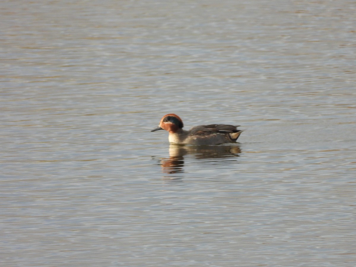 Green-winged Teal - ML408772311