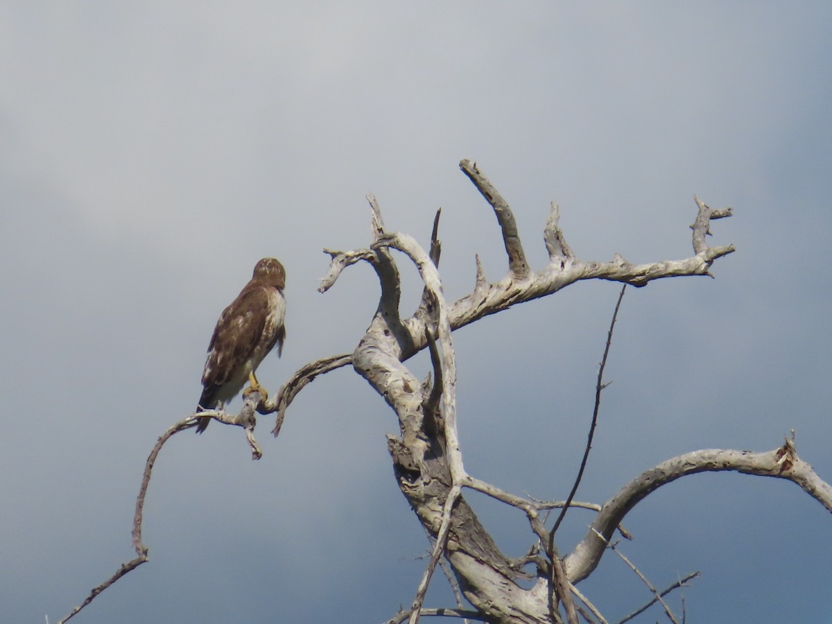 Red-tailed Hawk (jamaicensis) - ML408773671