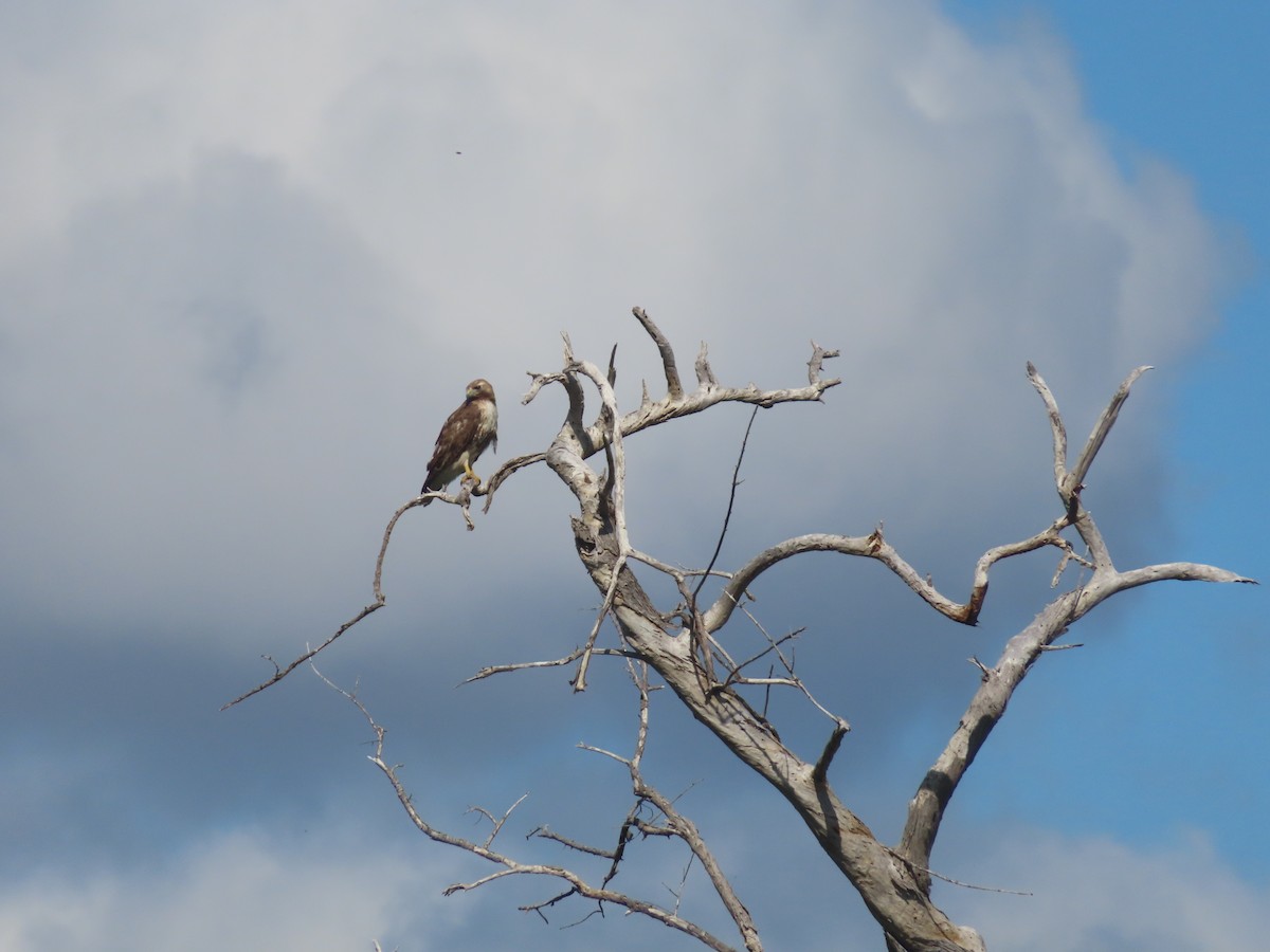 Red-tailed Hawk (jamaicensis) - Carmen Maldonado