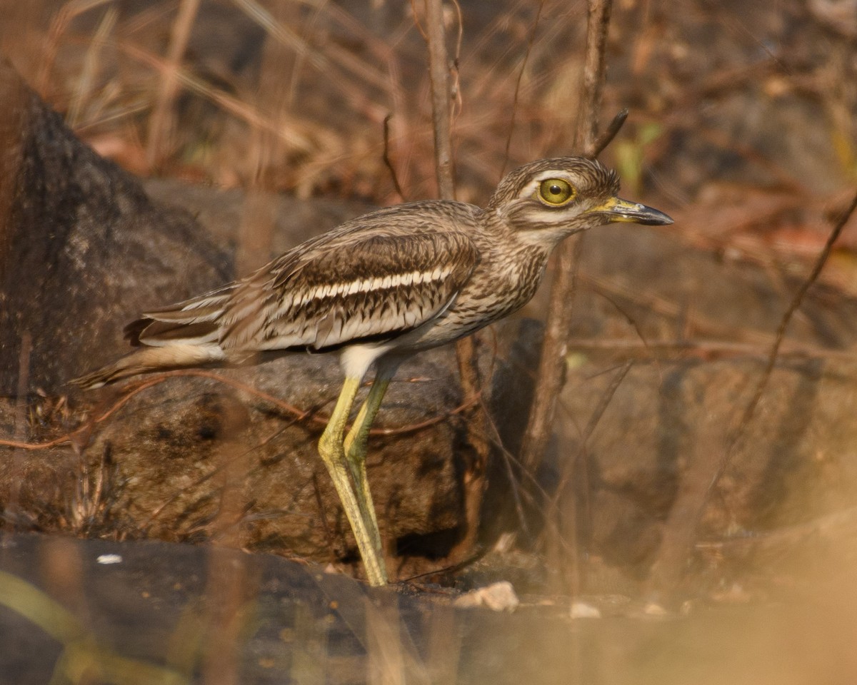 Indian Thick-knee - ML408775061