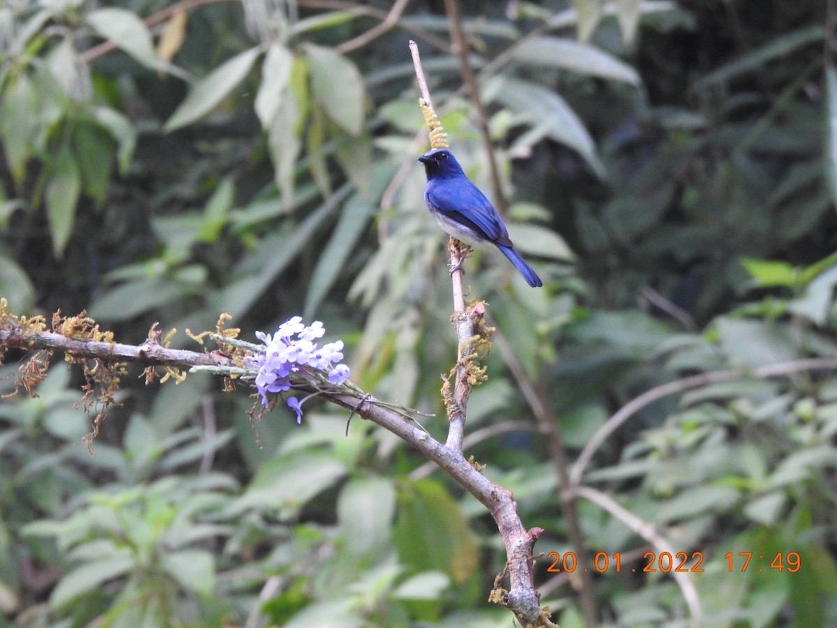 White-bellied Blue Flycatcher - Awadh Agrawal