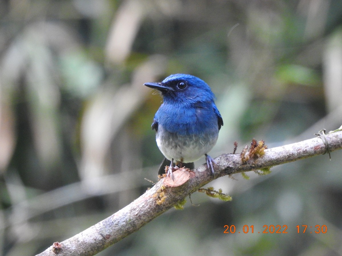White-bellied Blue Flycatcher - Awadh Agrawal