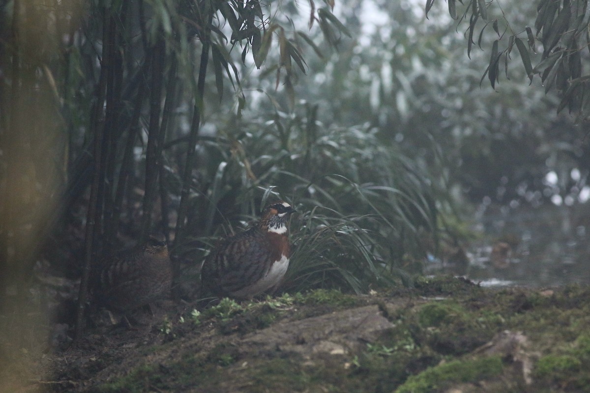 Sichuan Partridge - Cheng Qian