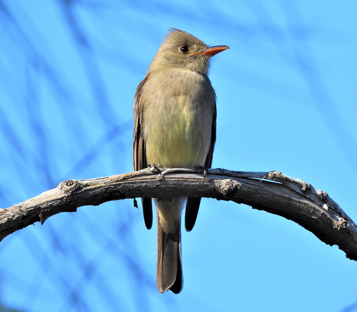 Greater Pewee - ML408783411