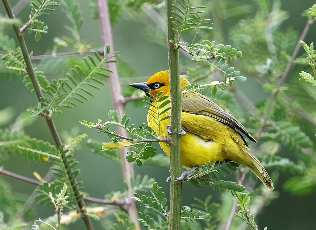 Spectacled Weaver (Yellow-throated) - ML408785001