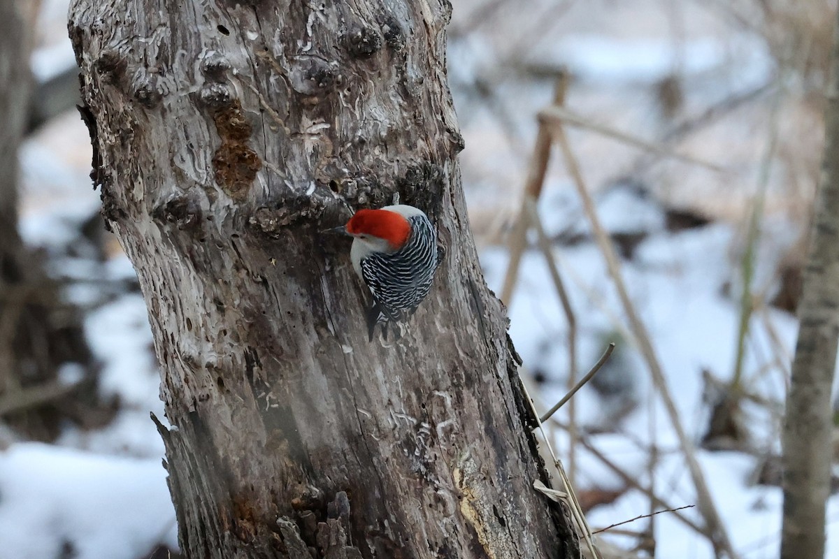 Red-bellied Woodpecker - ML408786511