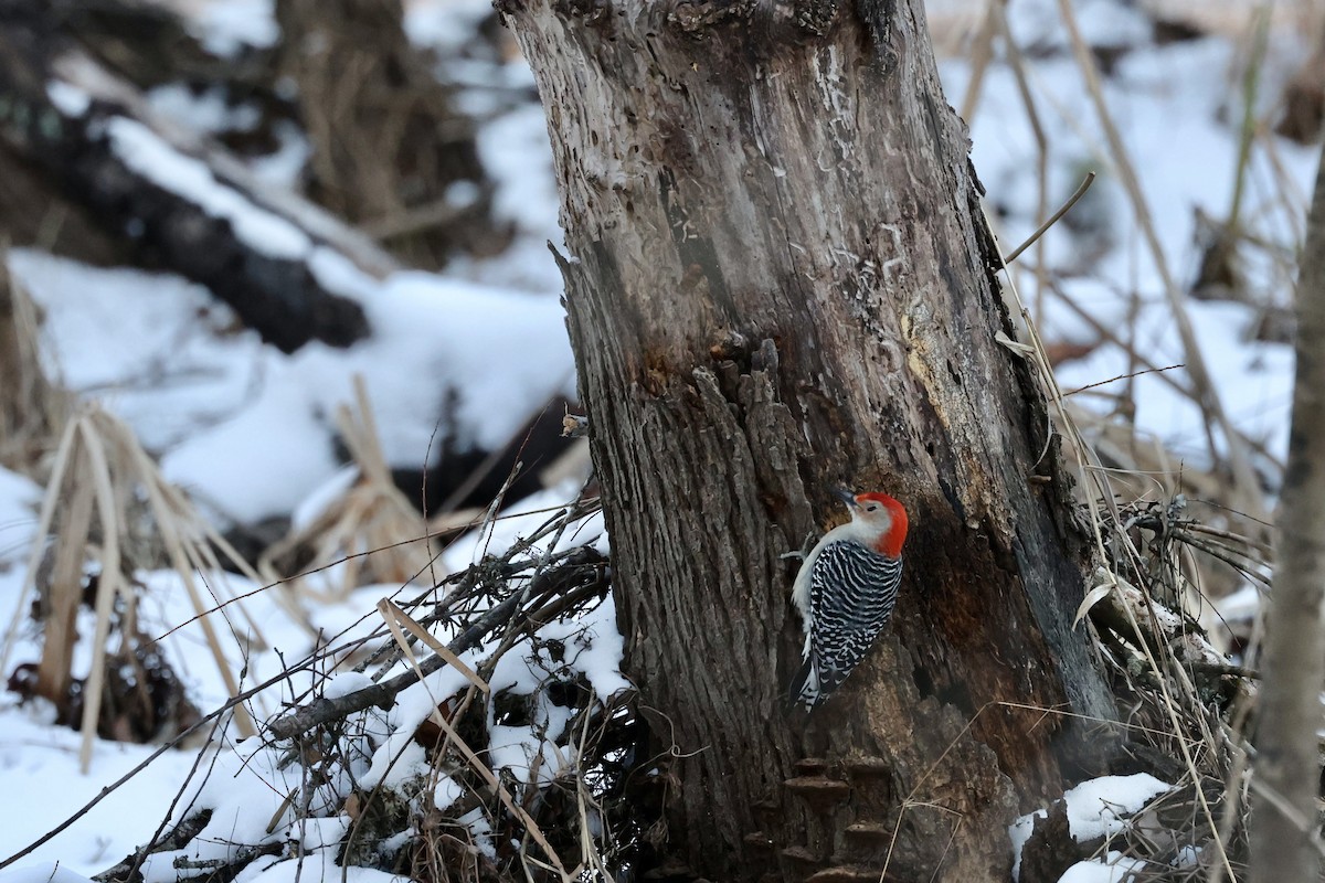 Red-bellied Woodpecker - ML408786531