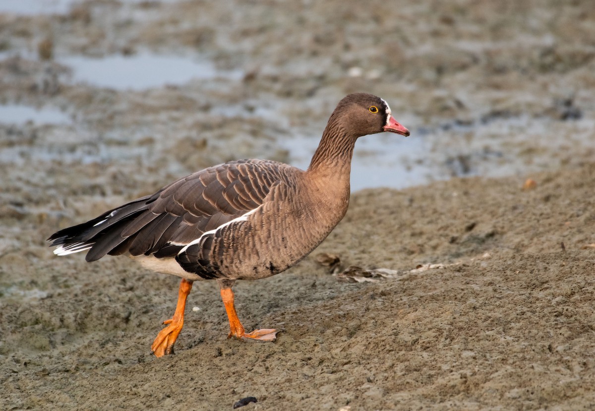 Lesser White-fronted Goose - ML408787381