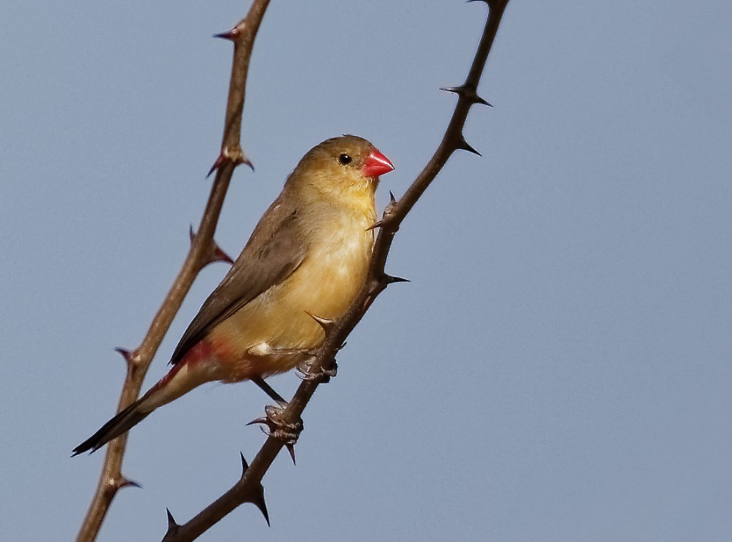 Fawn-breasted Waxbill (Abyssinian) - Andrew Wilson