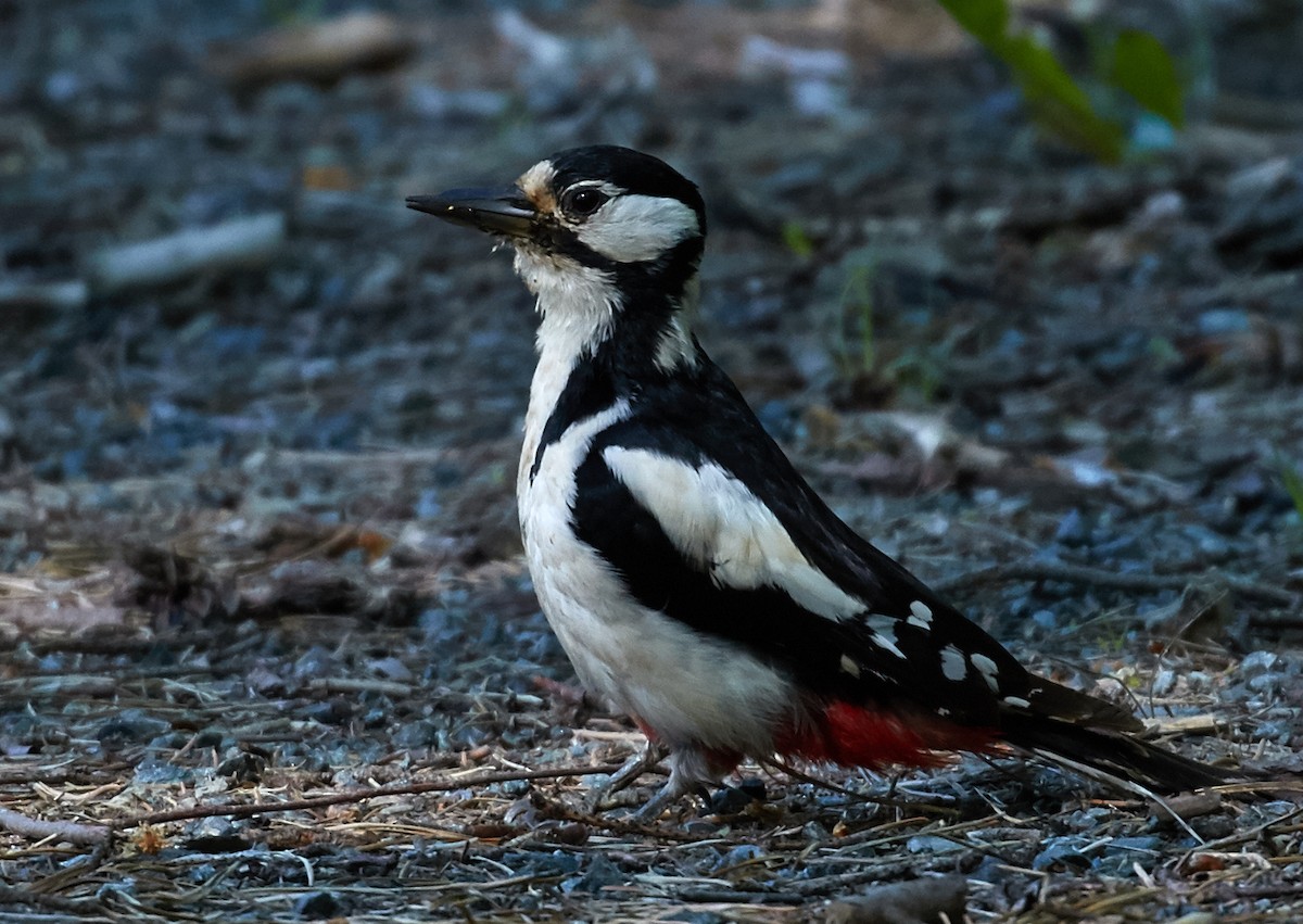 Great Spotted Woodpecker - ML40879301