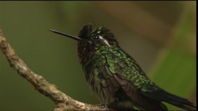 hummingbird sp. - ML408794