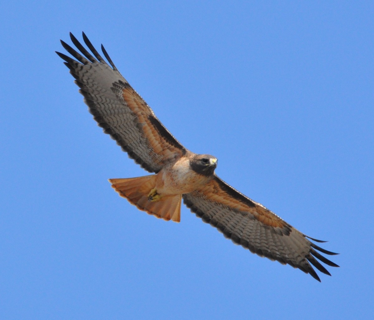 Red-tailed Hawk - ML40879691