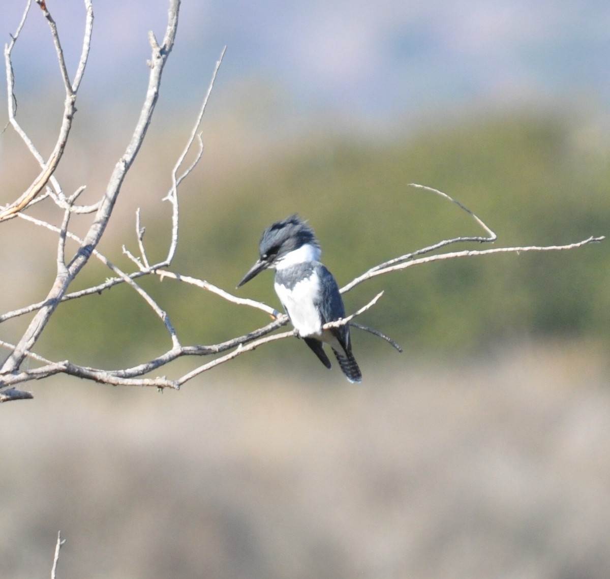 Belted Kingfisher - ML40879761