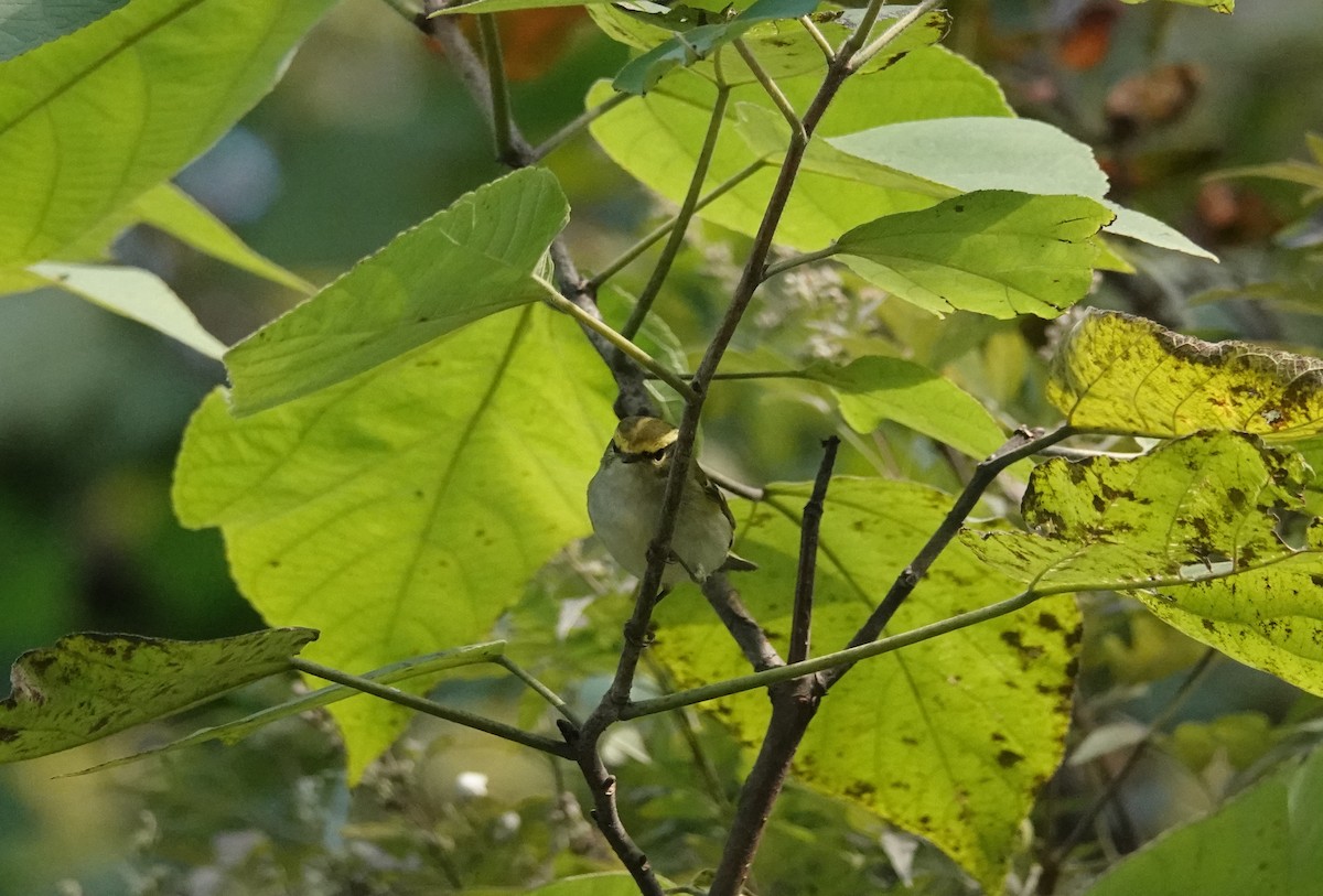 Pallas's Leaf Warbler - Jun Shuai