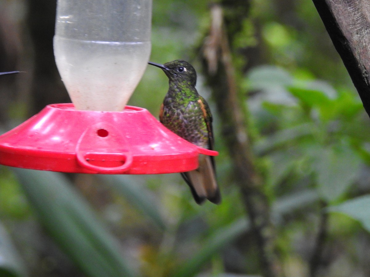 ebird-checklist-21-jan-2022-guango-lodge-22-species