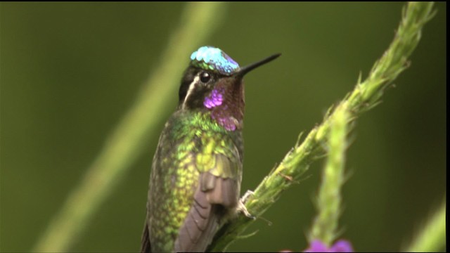 hummingbird sp. - ML408804