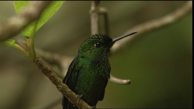 hummingbird sp. - ML408805