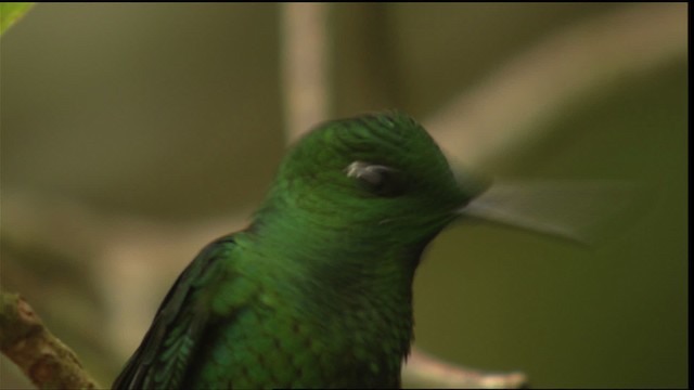 Green-crowned Brilliant - ML408807