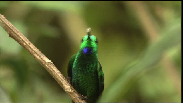 Green-crowned Brilliant - ML408809