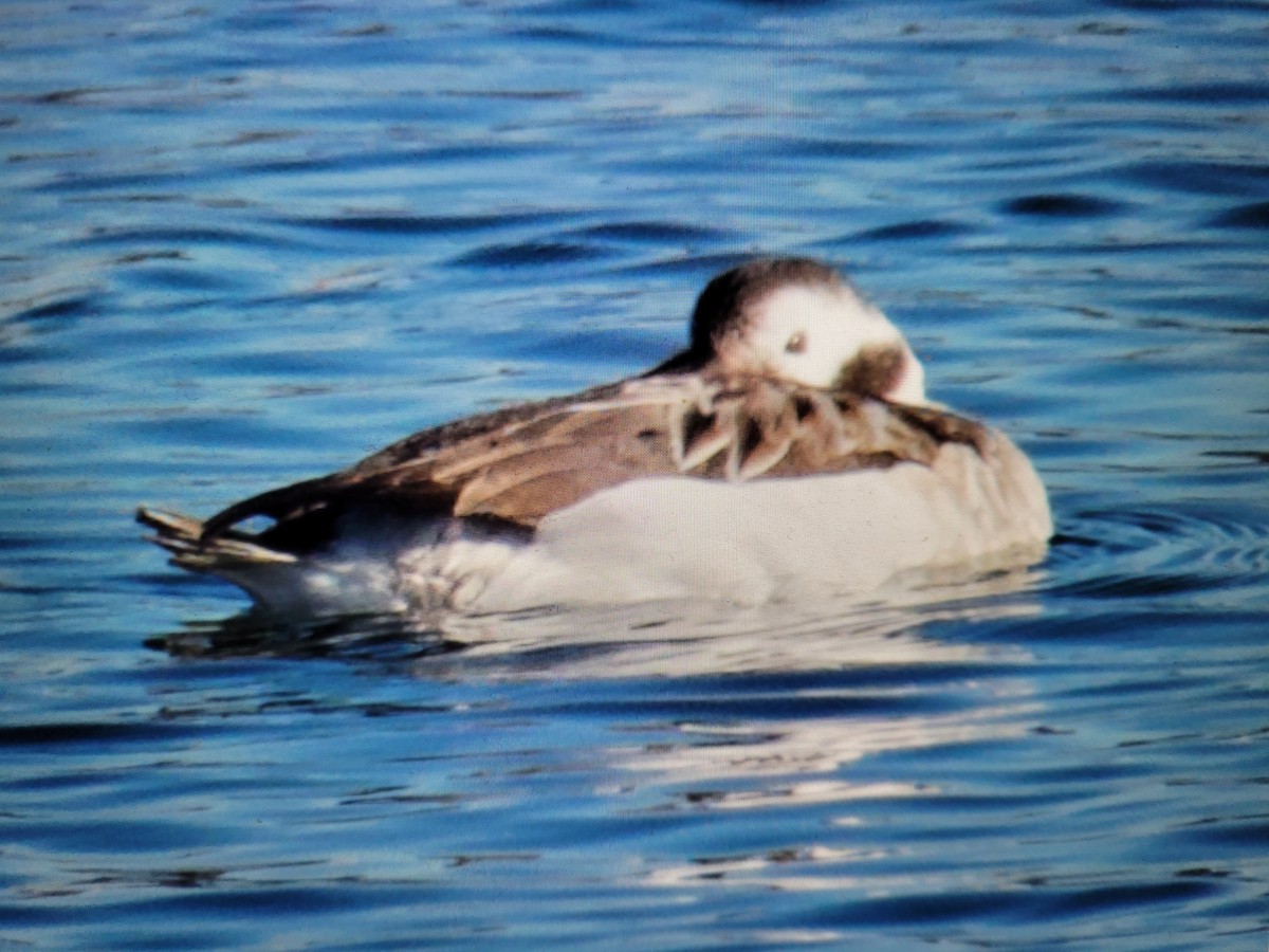 Long-tailed Duck - Sonia M