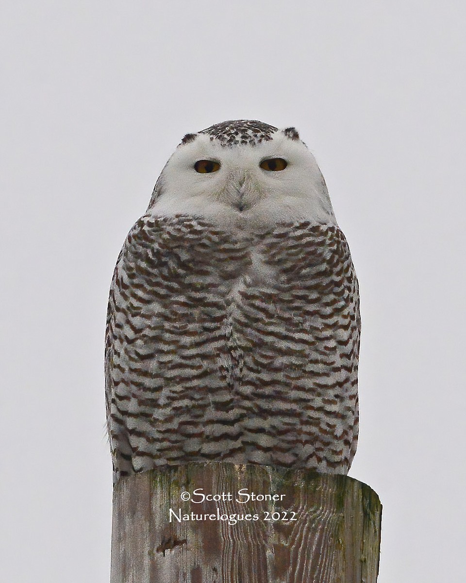 Snowy Owl - ML408816671