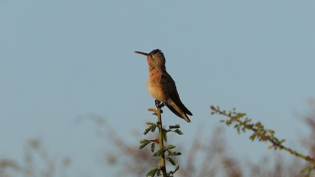 kolibřík rusoprsý - ML408817131