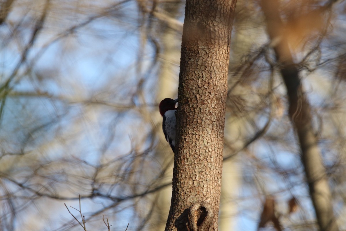 Red-headed Woodpecker - ML408818261