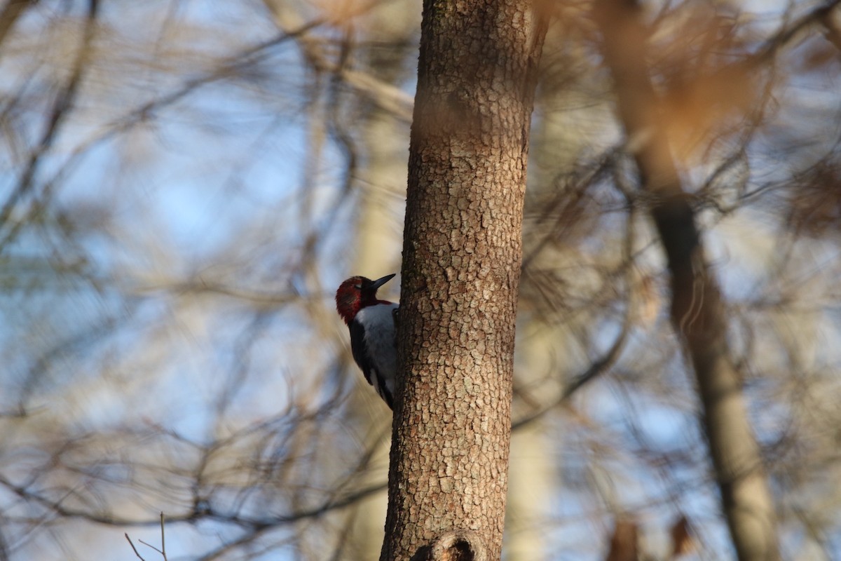 Red-headed Woodpecker - ML408818271