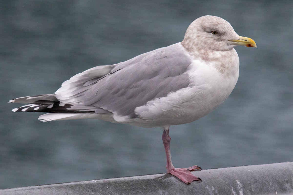 Iceland Gull (Thayer's) - Robin Corcoran