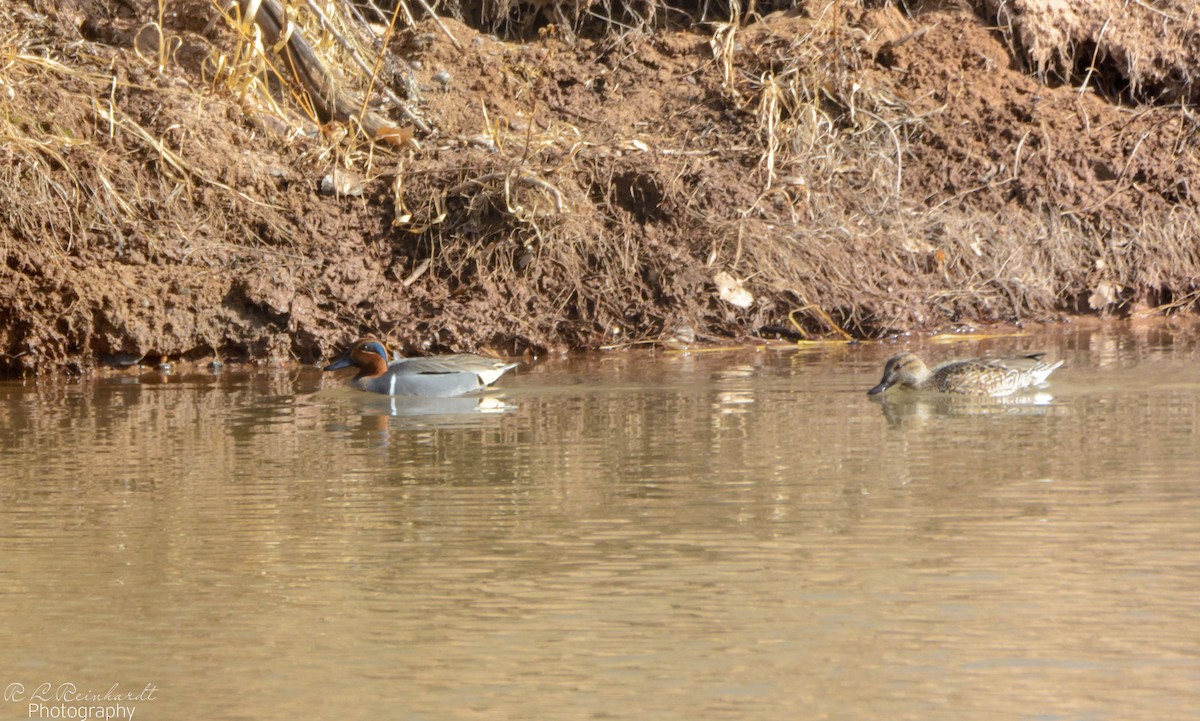 Green-winged Teal - ML408821521
