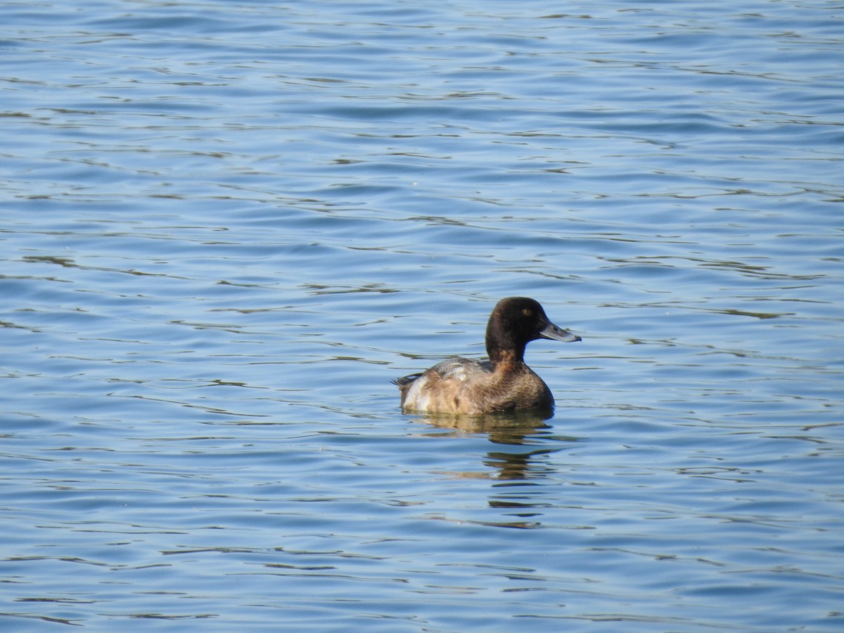Greater Scaup - ML40882201