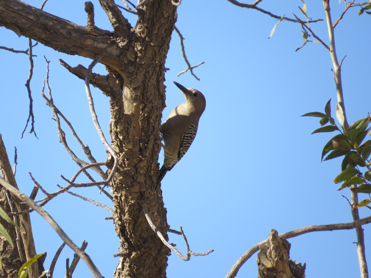 Gila Woodpecker - ML40882261