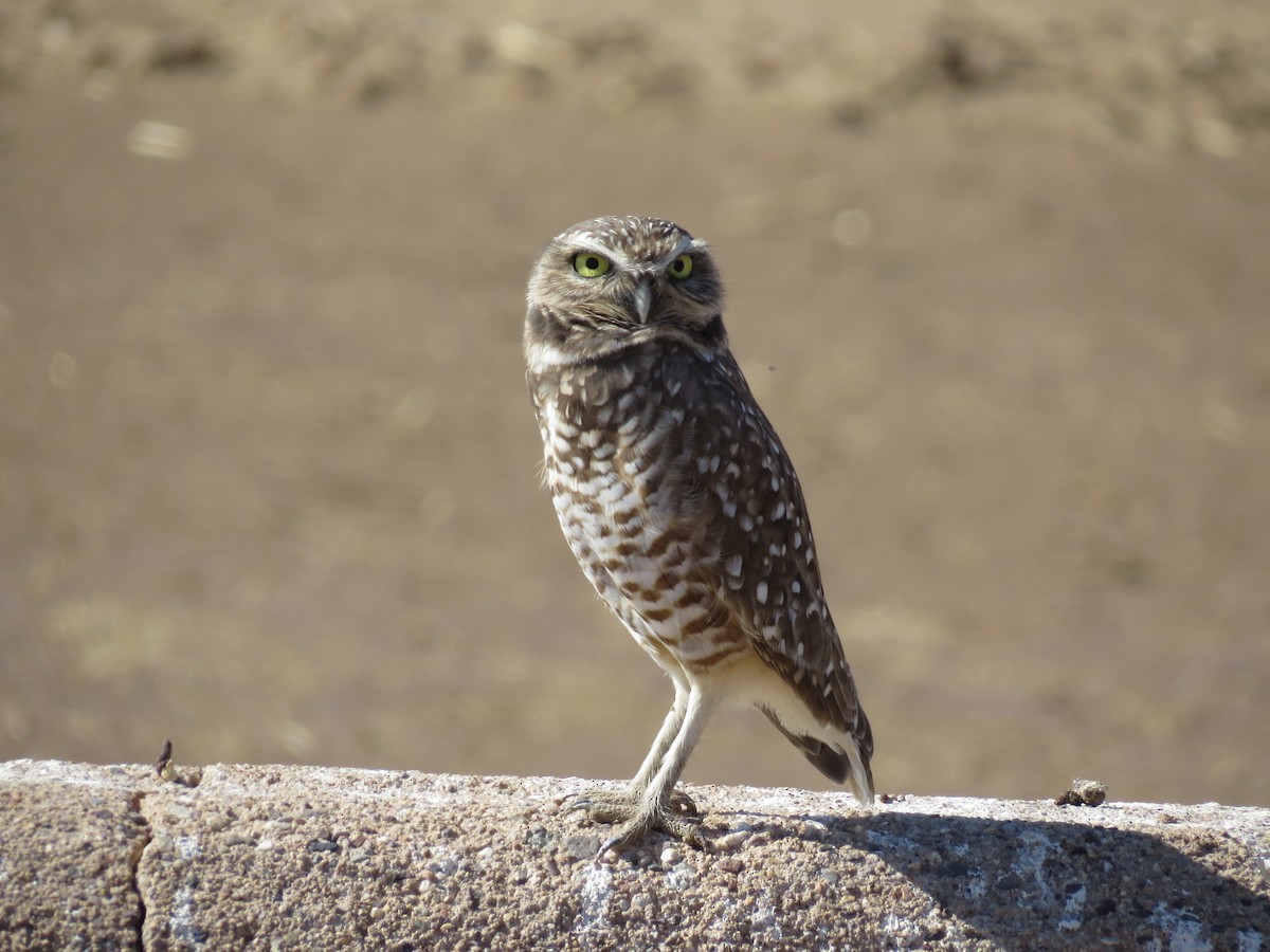 Burrowing Owl - Steve Butterworth