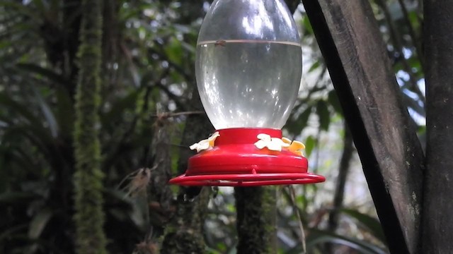 Speckled Hummingbird - ML408825771