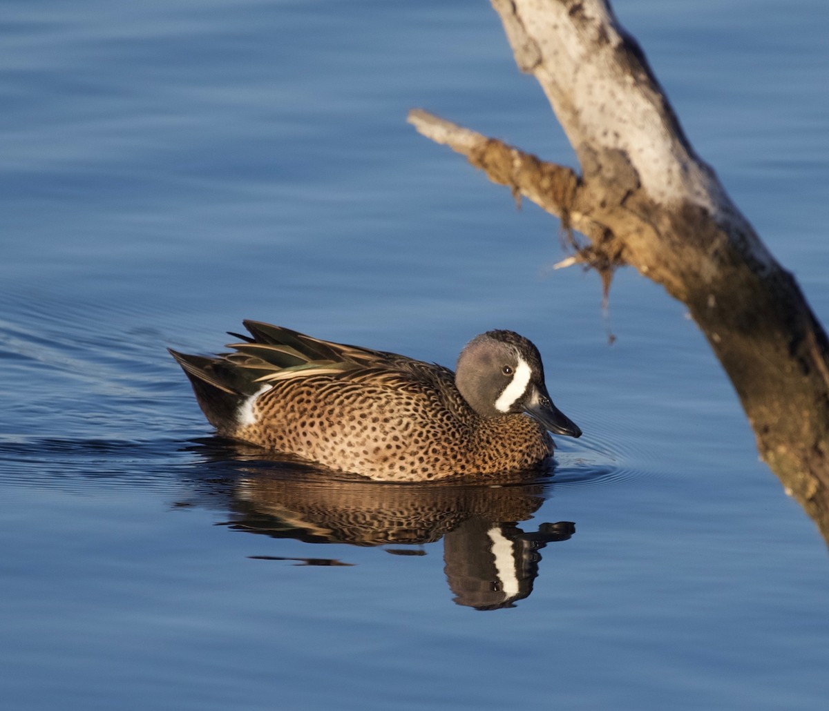 Blue-winged Teal - ML40884261