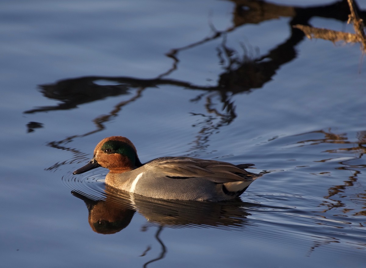 Green-winged Teal - ML40884291