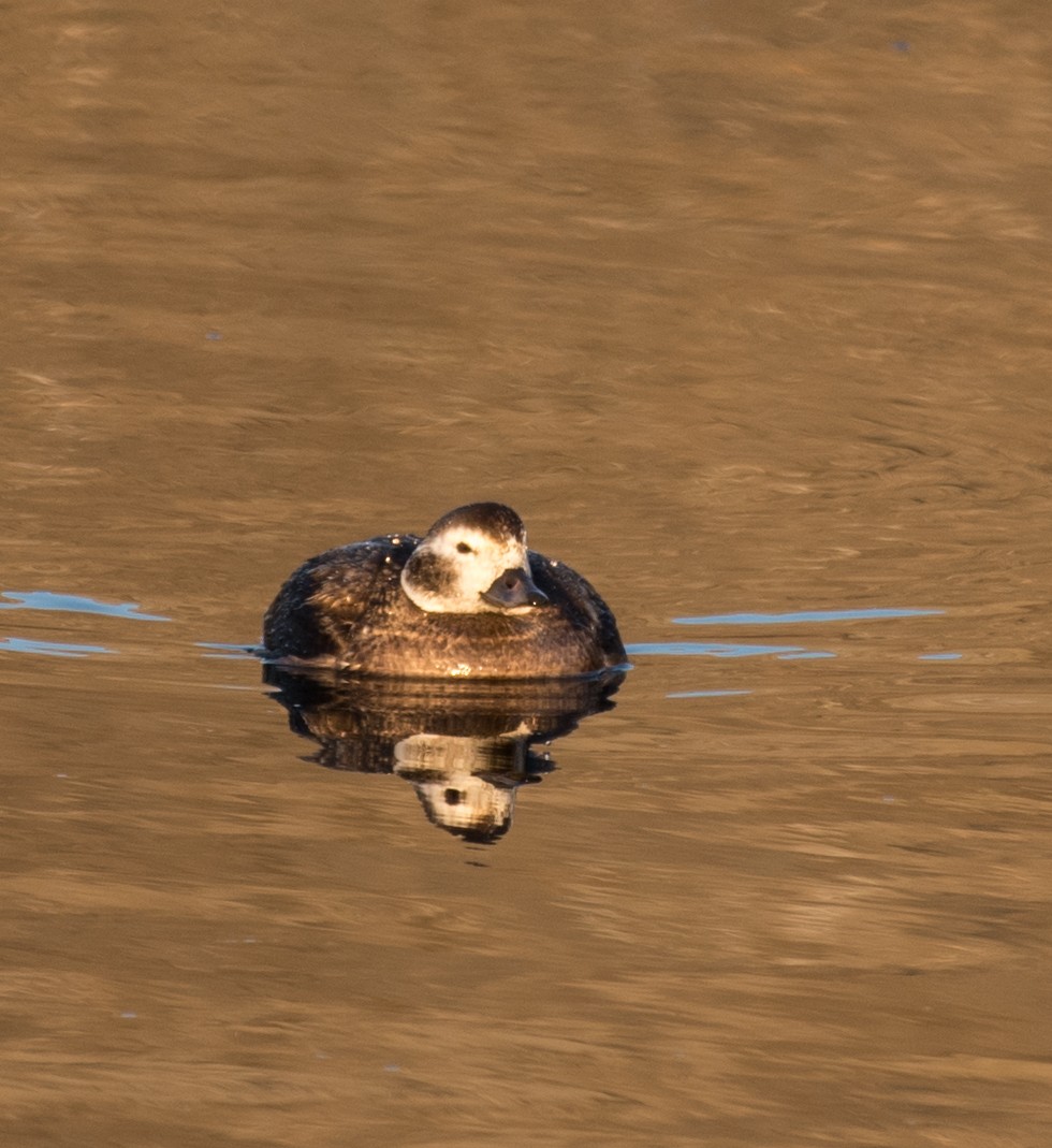 Long-tailed Duck - ML40884621