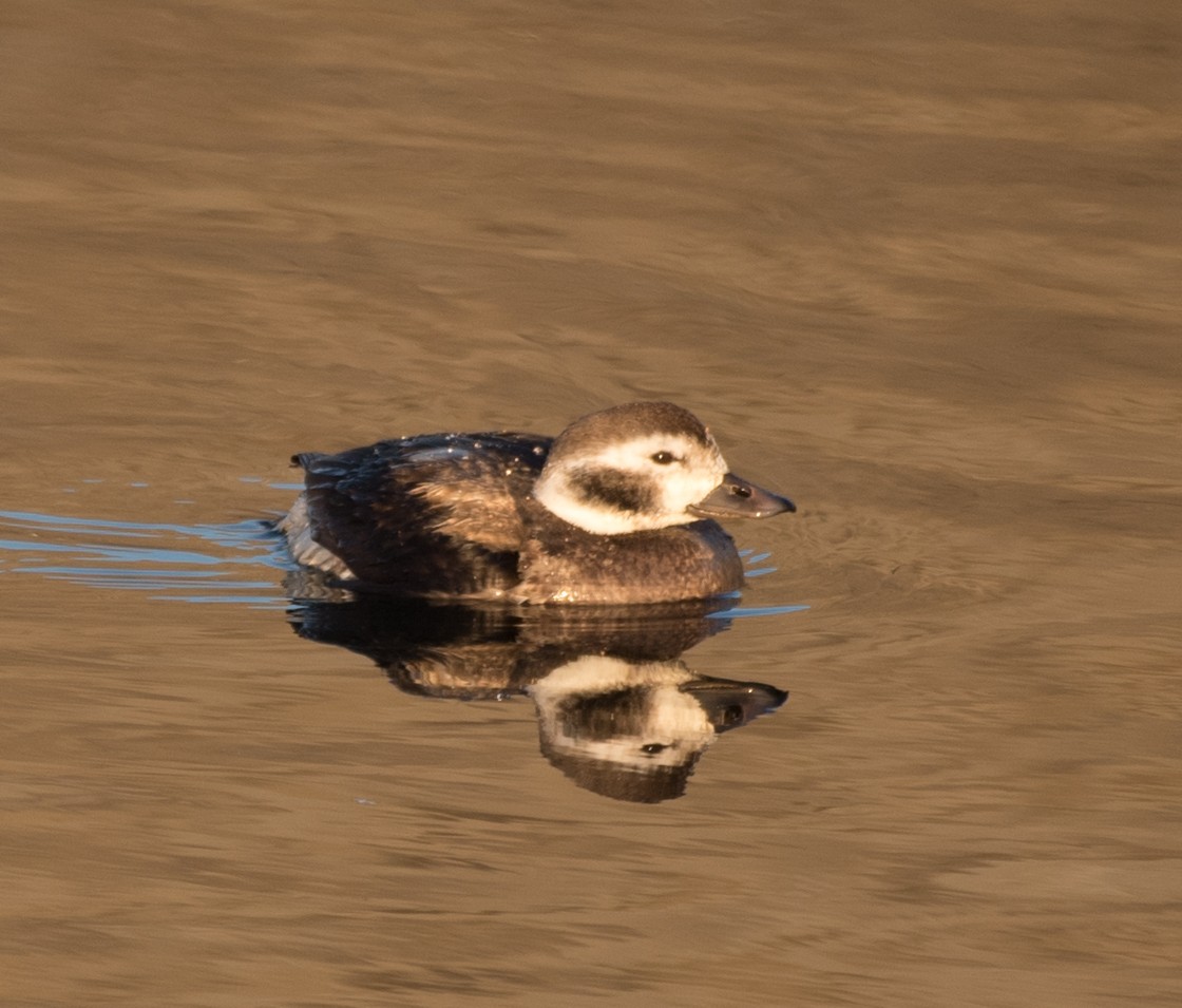 Long-tailed Duck - ML40884631