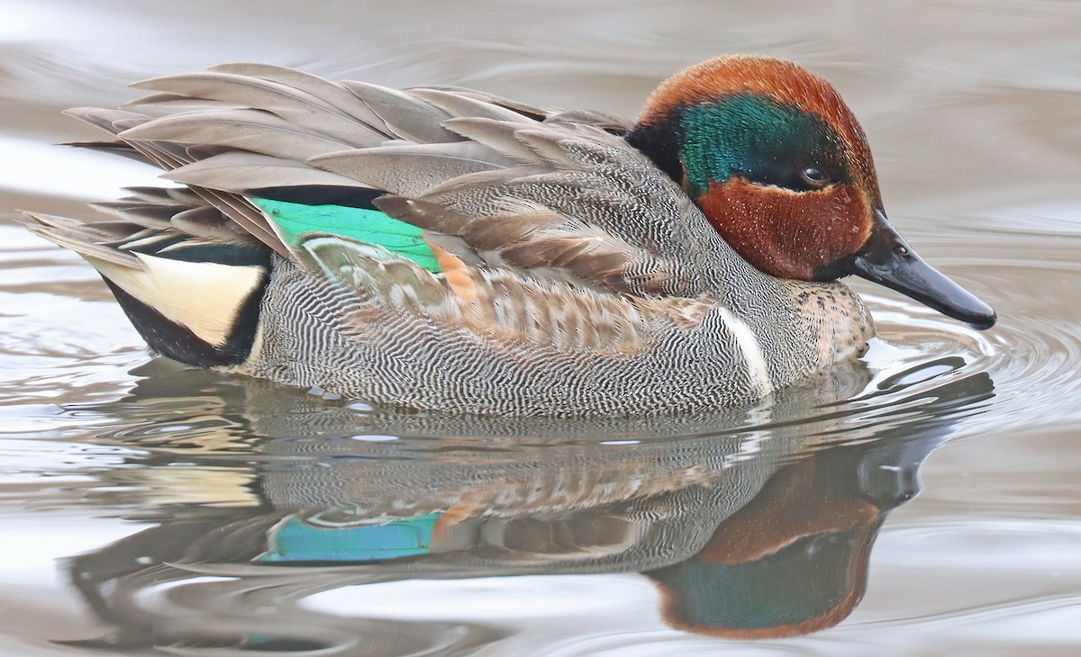 Green-winged Teal - ML408847991