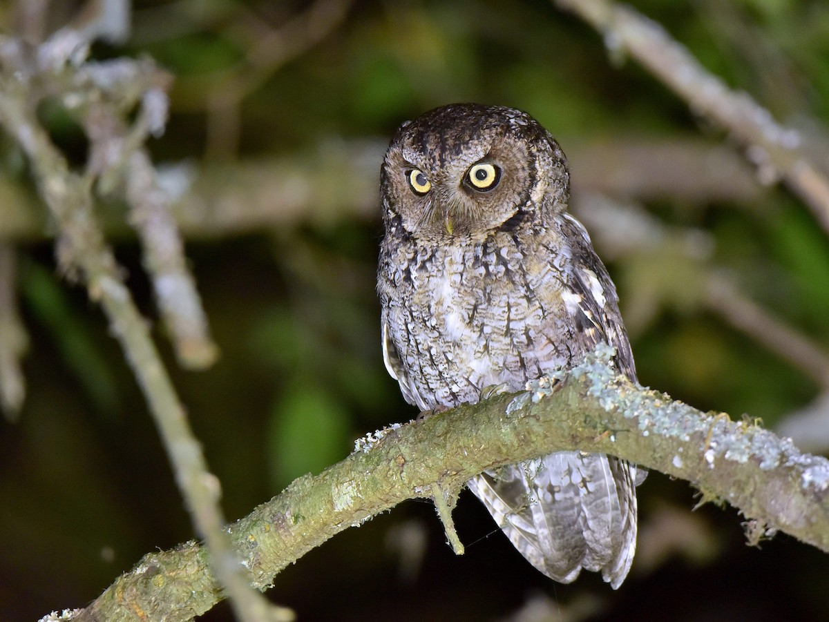 Montane Forest Screech-Owl - ML408848121
