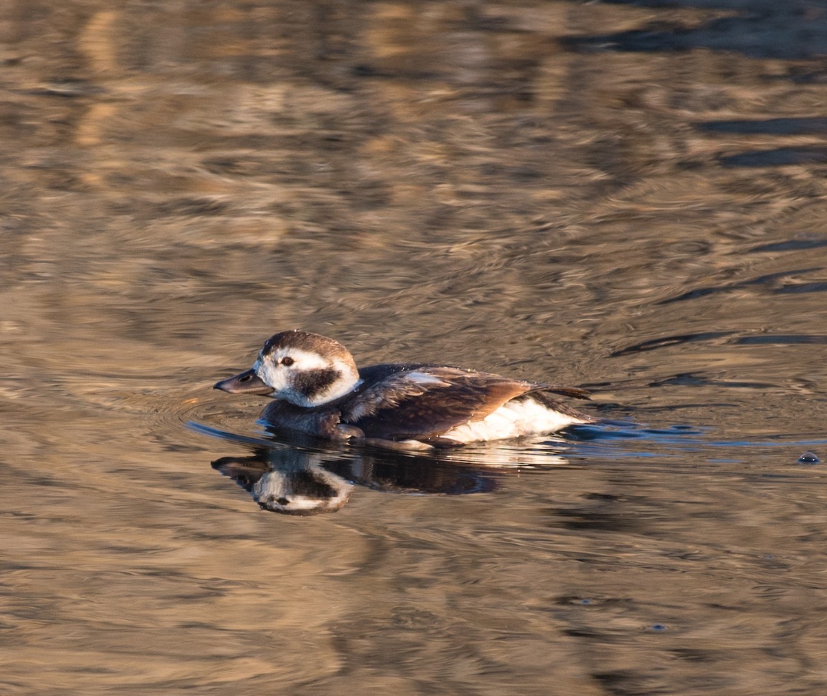 Long-tailed Duck - ML40884841