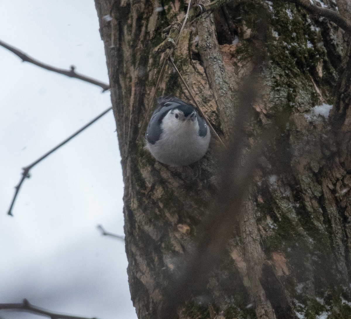 White-breasted Nuthatch - Becky Kent