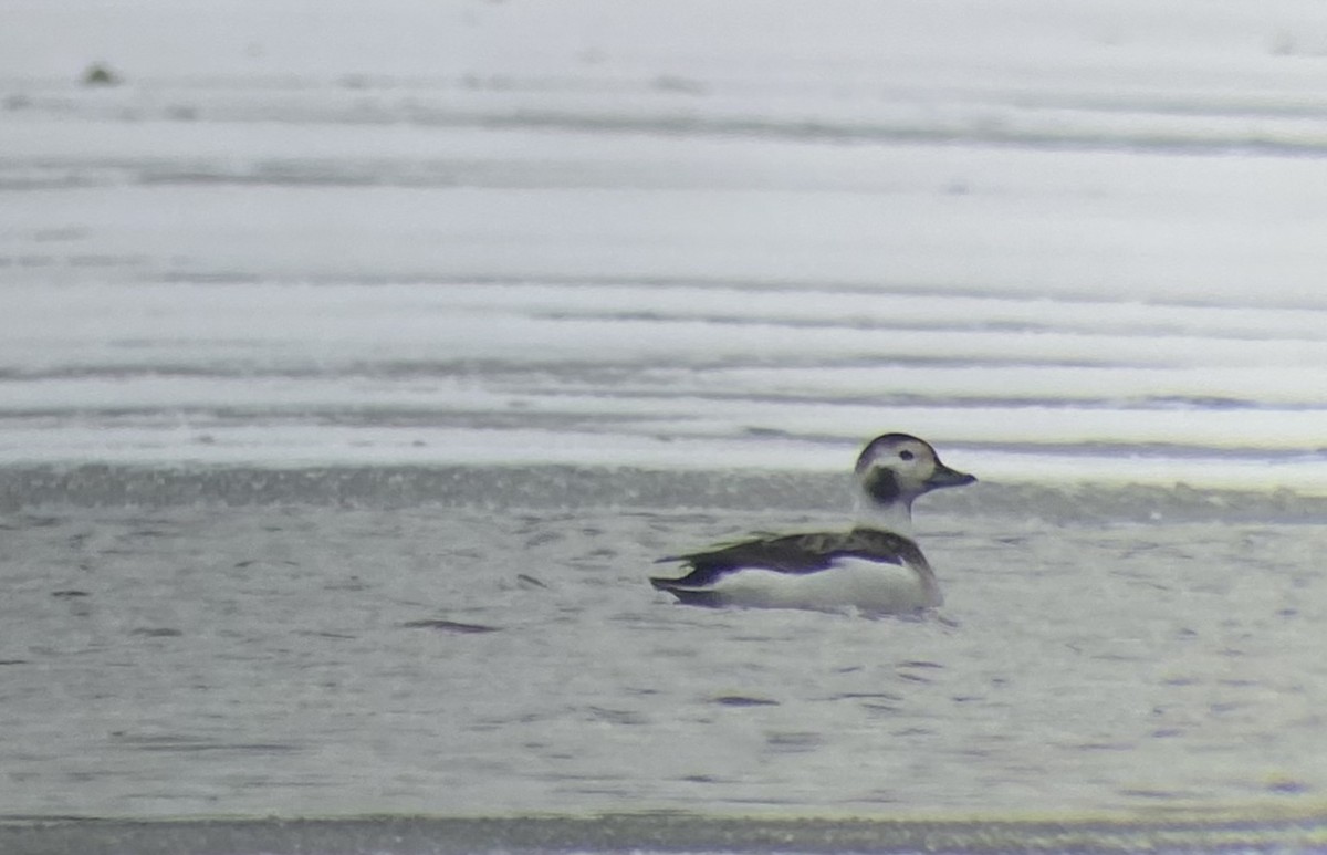 Long-tailed Duck - ML408856661