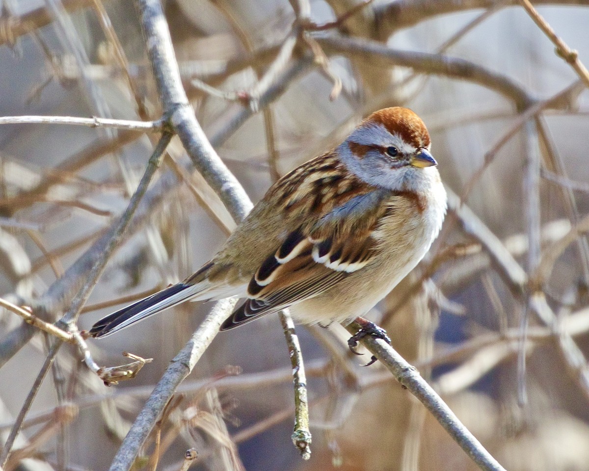 American Tree Sparrow - ML408857061