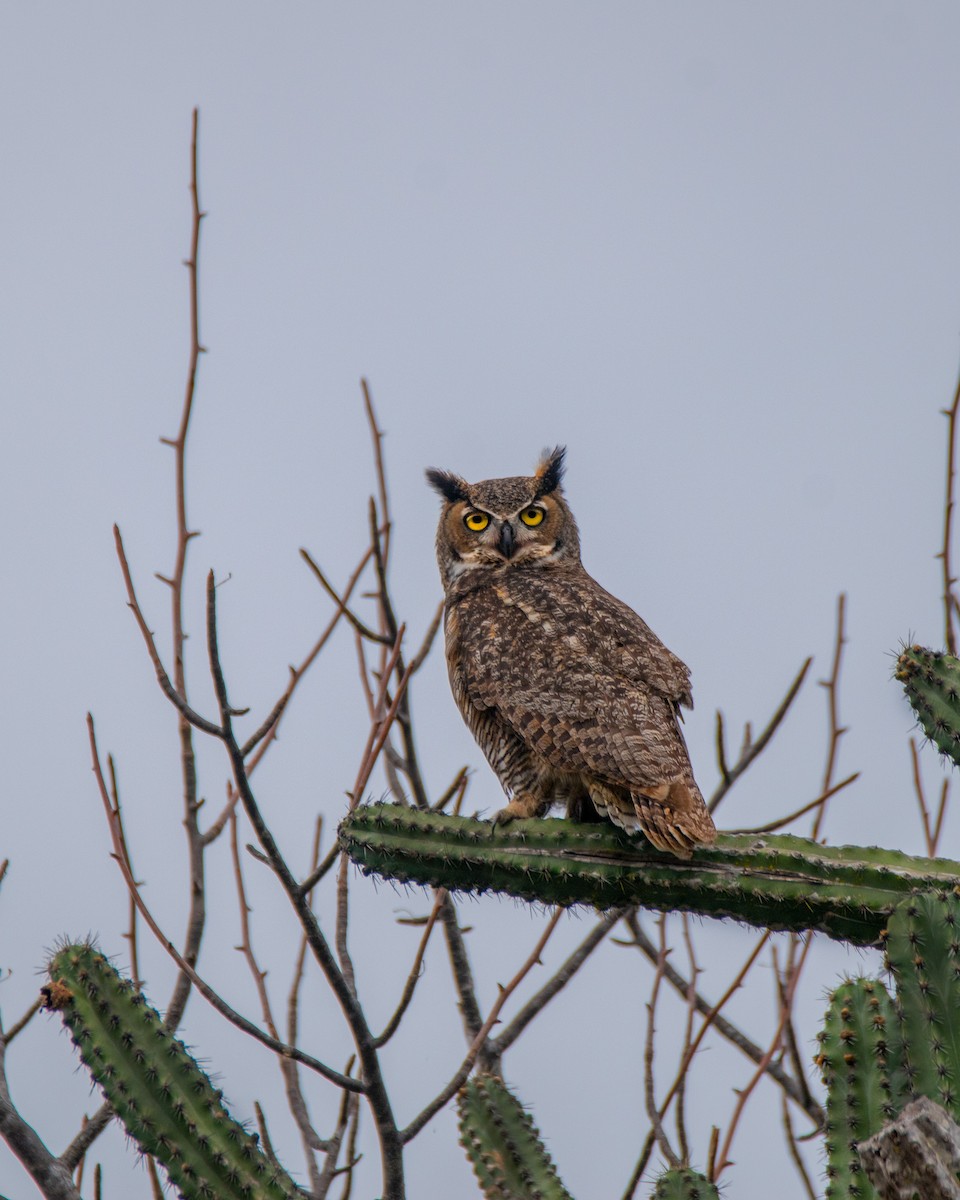 Great Horned Owl - ML408857951